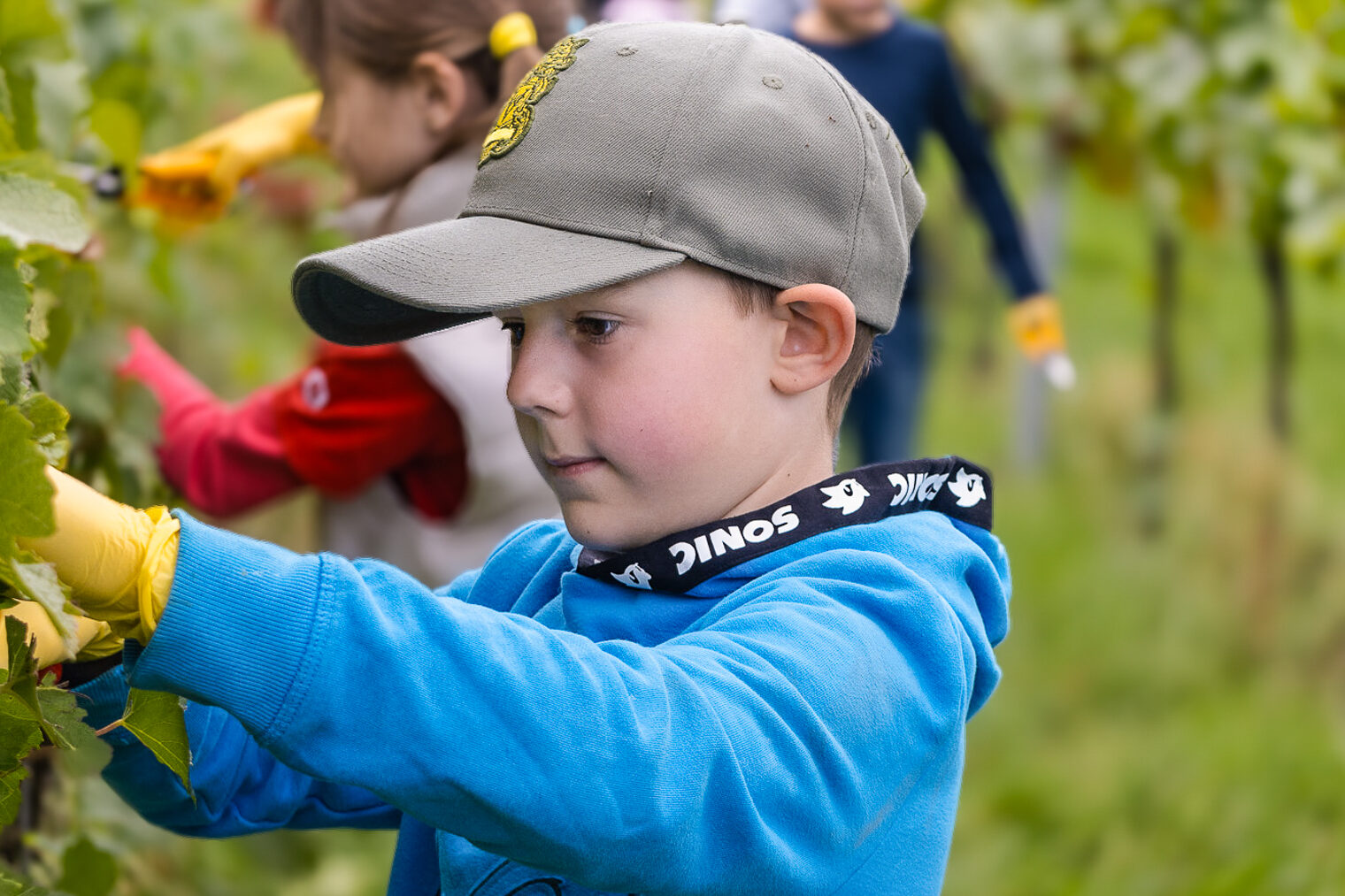 Die Kinder der JSS Erlenbach hatten viel Freude bei der Traubenernte. Ein Junge im Grundschulalter ist in einem Weinberg und erntet mit einer Schere in der Hand Trauben.