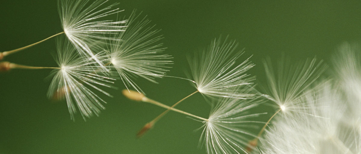Leichtbauweise Samen der Pusteblume segeln durch die Luft