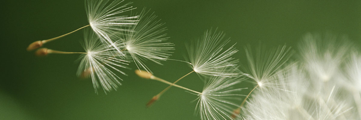 Leichtbauweise Samen der Pusteblume segeln durch die Luft