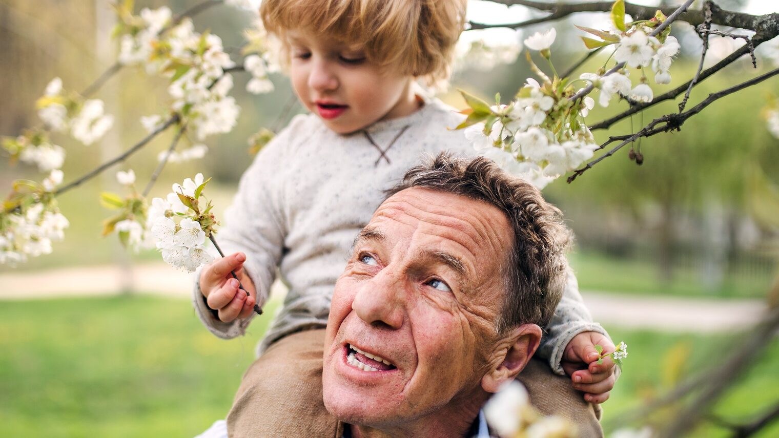 Ein älterer Mann trägt einen kleinen Jungen auf seinen Schultern, damit dieser Zweige von einem blühenden Baum pflücken kann.