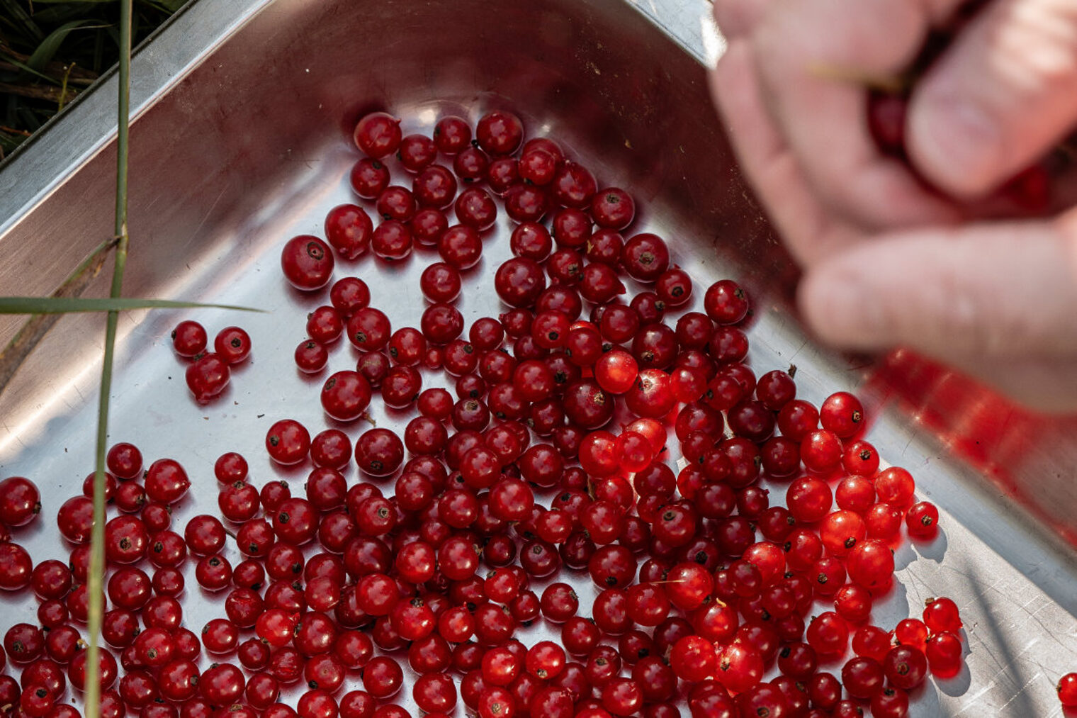 Zwei Hände geben Johannisbeeren in eine Edelstahl-Schüssel.