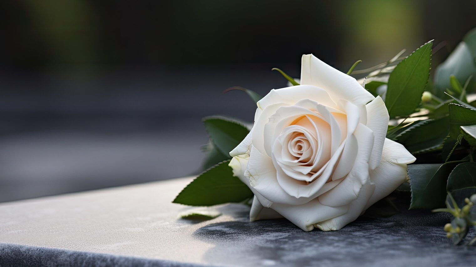 Auf einem Stein liegt eine weiße Rose.