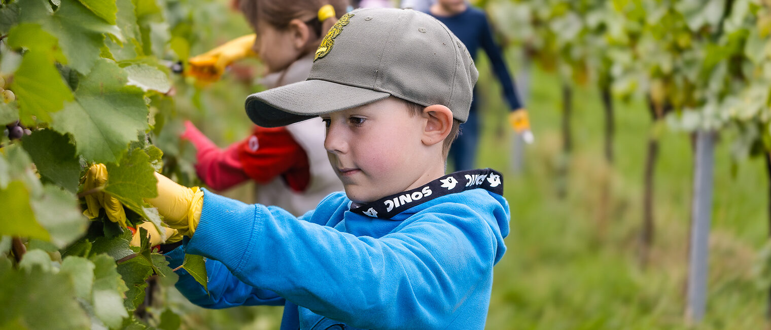 Die Kinder der JSS Erlenbach hatten viel Freude bei der Traubenernte. Ein Junge im Grundschulalter ist in einem Weinberg und erntet mit einer Schere in der Hand Trauben.